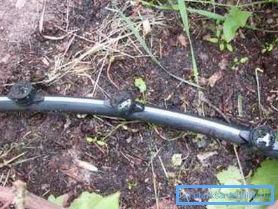 Zalievanie hrozna potrubím z polyetylénu Zalievanie hrozna potrubím z polyetylénu