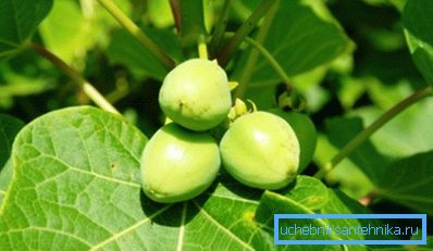 Jatropha - potenciálna rastlina pre biopalivá